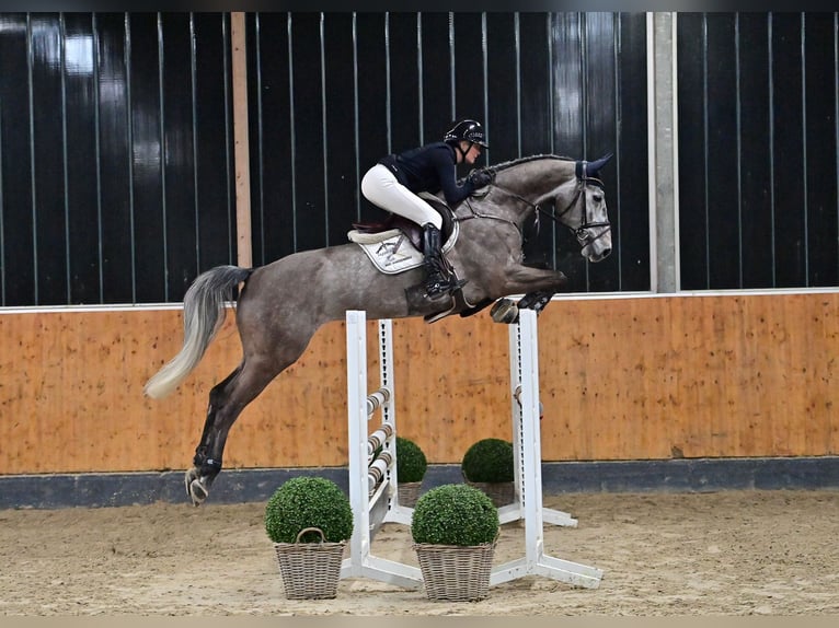 Oldenburger Wallach 6 Jahre 172 cm Schimmel in Steinfeld (Oldenburg)