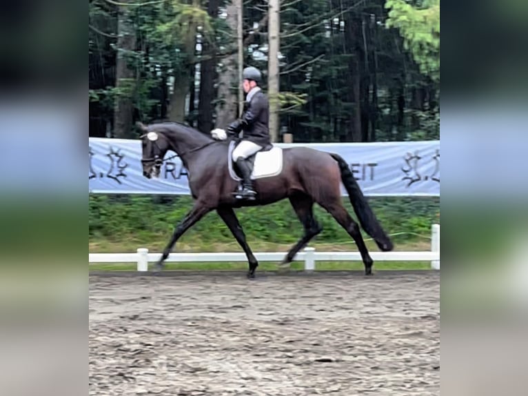 Oldenburger Wallach 6 Jahre 173 cm Dunkelbrauner in Heilshoop