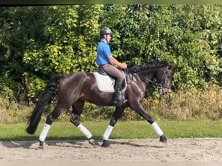 Oldenburger Wallach 6 Jahre 173 cm Dunkelbrauner in Heilshoop