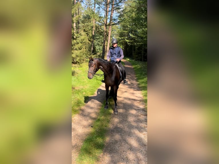 Oldenburger Wallach 6 Jahre 173 cm Dunkelbrauner in Heilshoop