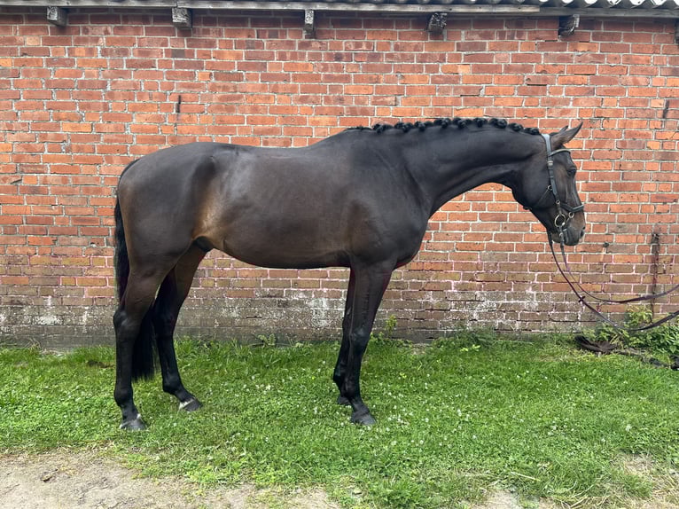 Oldenburger Wallach 6 Jahre 173 cm Dunkelbrauner in Heilshoop