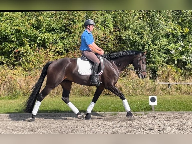 Oldenburger Wallach 6 Jahre 173 cm Dunkelbrauner in Heilshoop