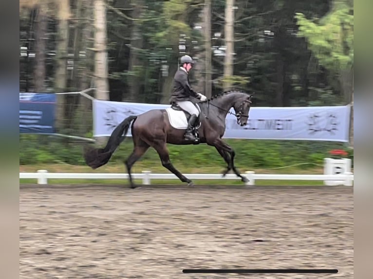 Oldenburger Wallach 6 Jahre 173 cm Dunkelbrauner in Heilshoop