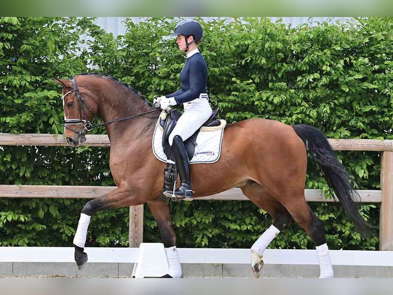 Oldenburger Wallach 6 Jahre 174 cm Brauner in Vechta