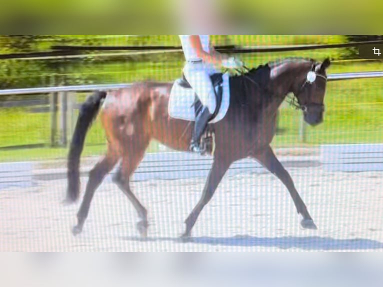 Oldenburger Wallach 6 Jahre 174 cm Dunkelbrauner in Schönwalde Oldenburger Wallach 6 Jahre 174 cm Dunkelbrauner in Schönwalde