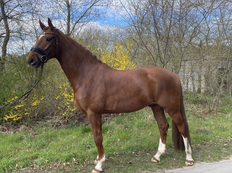 Oldenburger Wallach 6 Jahre 174 cm Dunkelfuchs in Wietmarschen