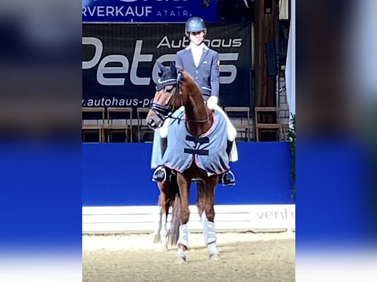 Oldenburger Wallach 6 Jahre 174 cm Dunkelfuchs in Wietmarschen