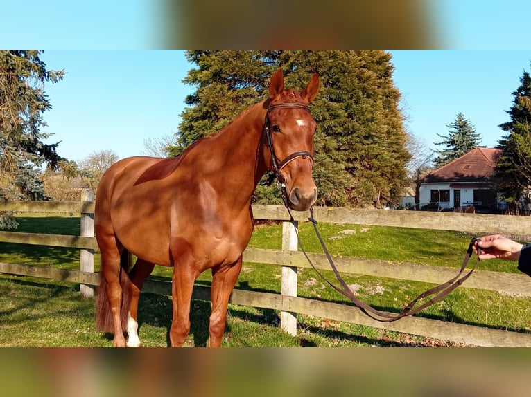 Oldenburger Wallach 6 Jahre 174 cm Fuchs in Gumtow