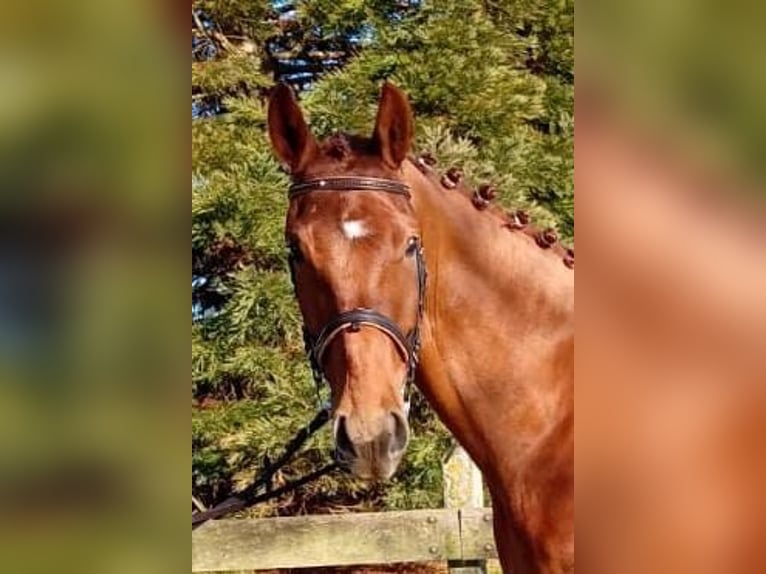 Oldenburger Wallach 6 Jahre 174 cm Fuchs in Gumtow