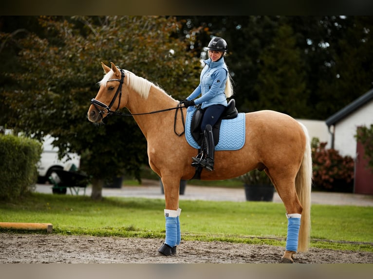 Oldenburger Wallach 6 Jahre 174 cm Palomino in Berlin