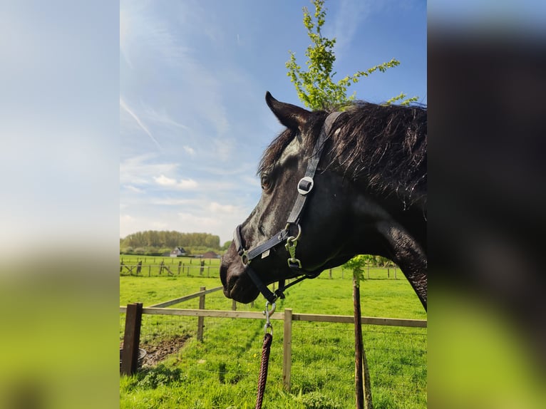 Oldenburger Wallach 6 Jahre 174 cm Rappe in Zaffelare