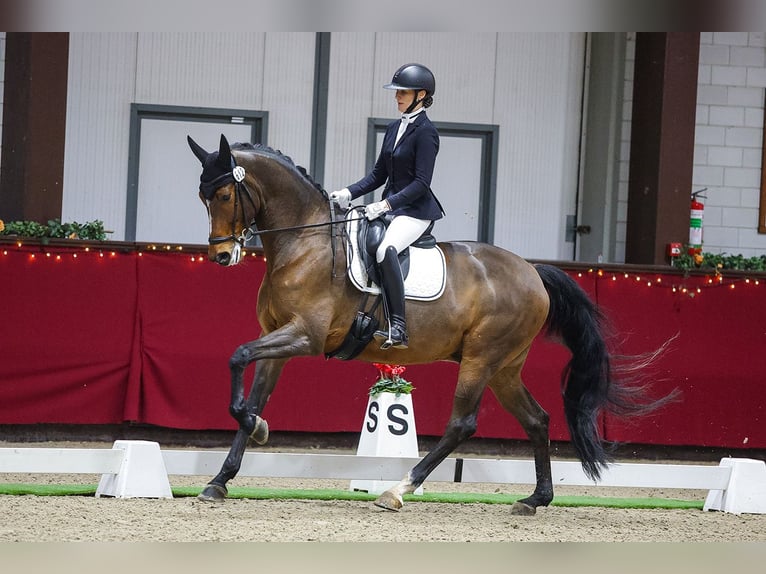 Oldenburger Wallach 6 Jahre 174 cm Rotbrauner in Stramproy