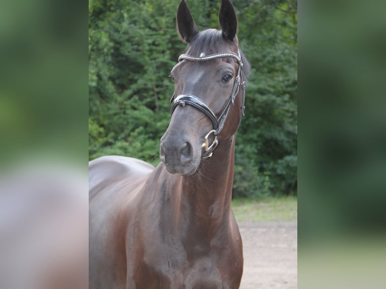 Oldenburger Wallach 6 Jahre 174 cm Schwarzbrauner in Hannover