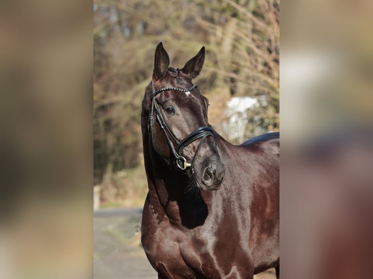 Oldenburger Wallach 6 Jahre 175 cm Dunkelbrauner in Herzebrock-Clarholz