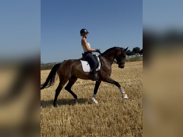 Oldenburger Wallach 6 Jahre 175 cm Dunkelbrauner in Jüchen