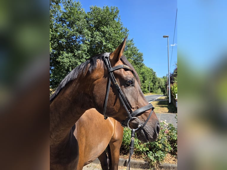 Oldenburger Wallach 6 Jahre 175 cm Dunkelbrauner in Königswinter