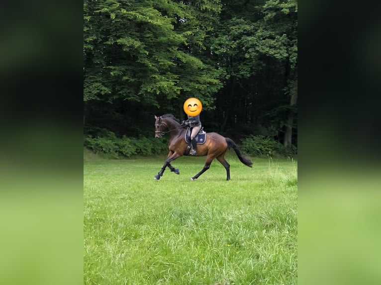 Oldenburger Wallach 6 Jahre 175 cm Dunkelbrauner in Königswinter