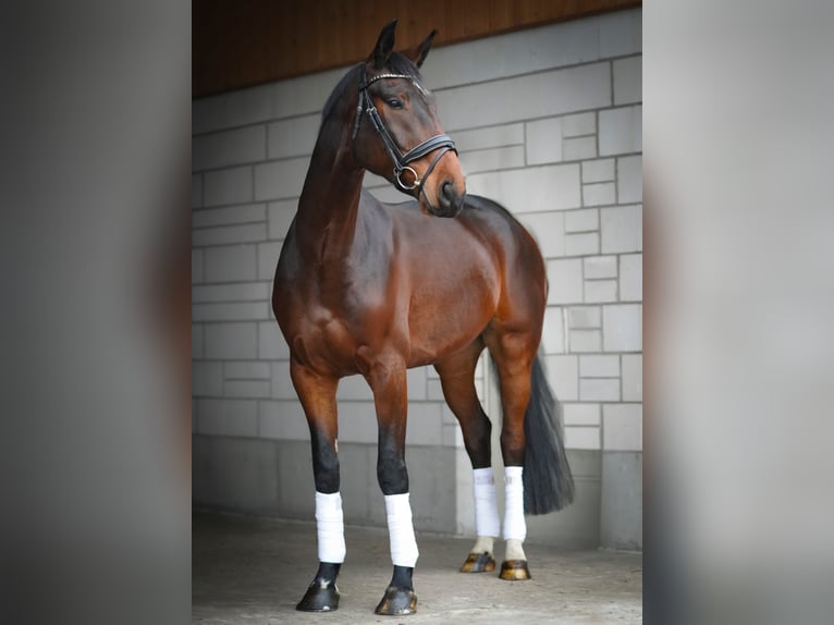 Oldenburger Wallach 6 Jahre 175 cm Dunkelbrauner in Selbitz