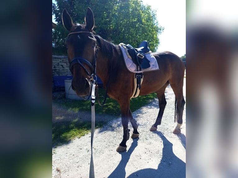 Oldenburger Wallach 6 Jahre 175 cm Dunkelbrauner in Nürnberg