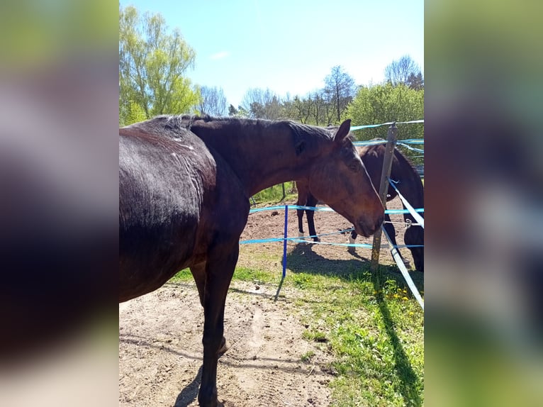 Oldenburger Wallach 6 Jahre 175 cm Dunkelbrauner in Nürnberg