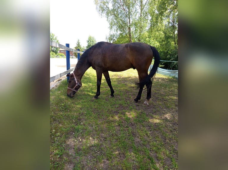 Oldenburger Wallach 6 Jahre 175 cm Dunkelbrauner in Nürnberg
