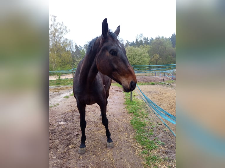 Oldenburger Wallach 6 Jahre 175 cm Dunkelbrauner in Nürnberg