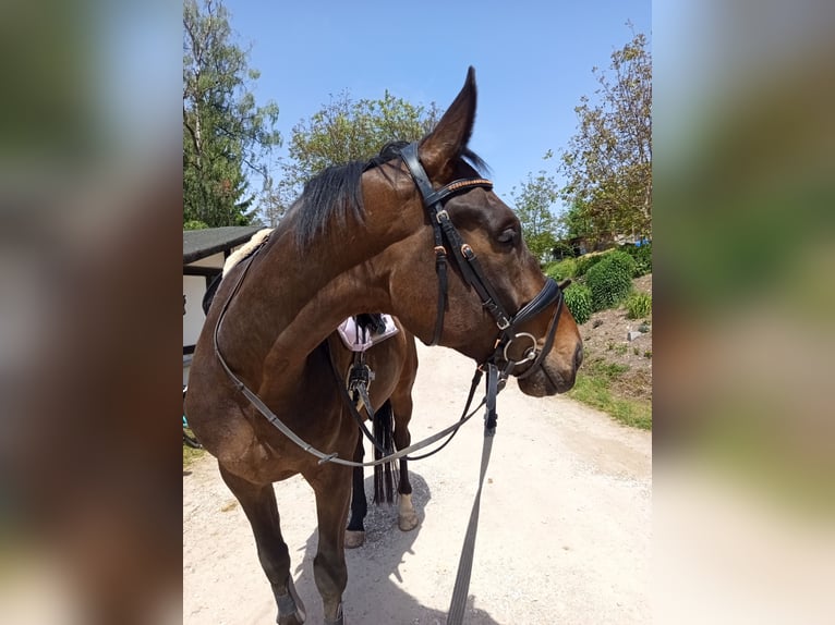 Oldenburger Wallach 6 Jahre 175 cm Dunkelbrauner in Nürnberg