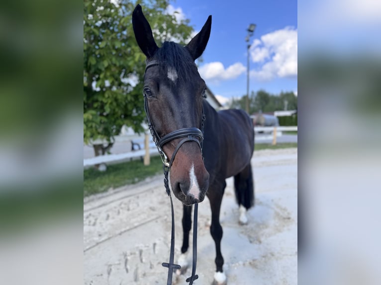 Oldenburger Wallach 6 Jahre 175 cm Rotbrauner in Piaseczno