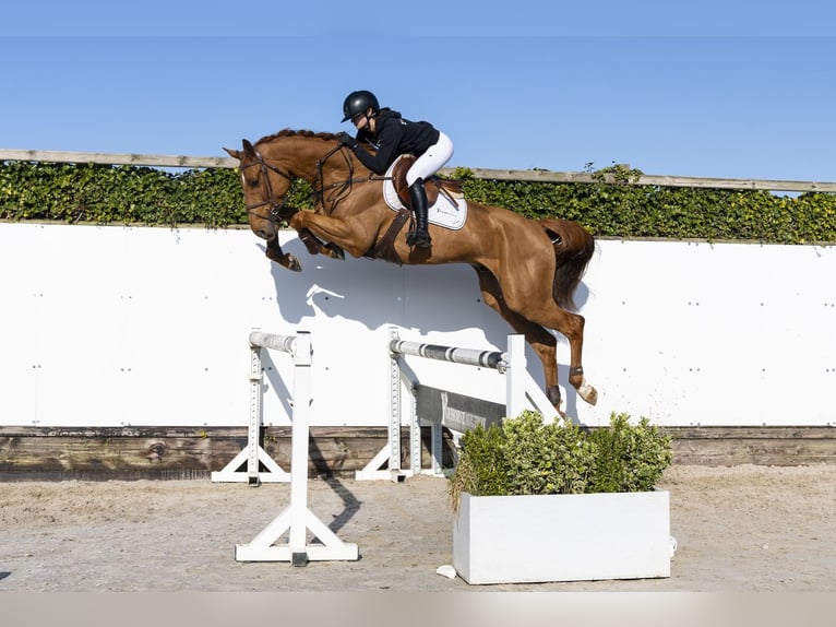 Oldenburger Wallach 6 Jahre 175 cm  in Waddinxveen