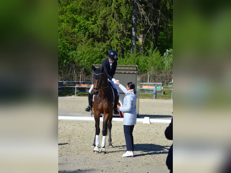 Oldenburger Wallach 6 Jahre 176 cm Dunkelbrauner in Siegen