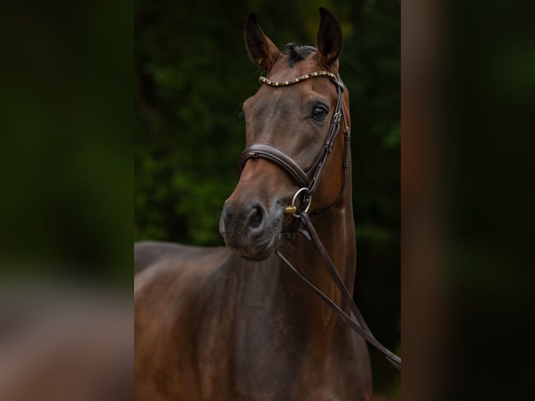 Oldenburger Wallach 6 Jahre 176 cm Dunkelbrauner in Siegen