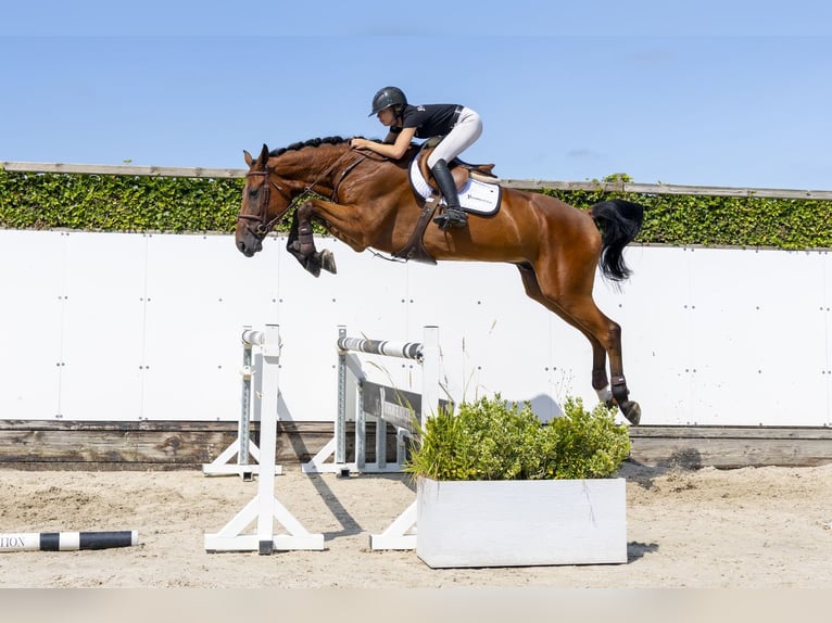 Oldenburger Wallach 6 Jahre 177 cm Brauner in Waddinxveen
