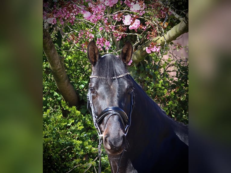 Oldenburger Wallach 6 Jahre 177 cm Schwarzbrauner in Cappeln (Oldenburg)