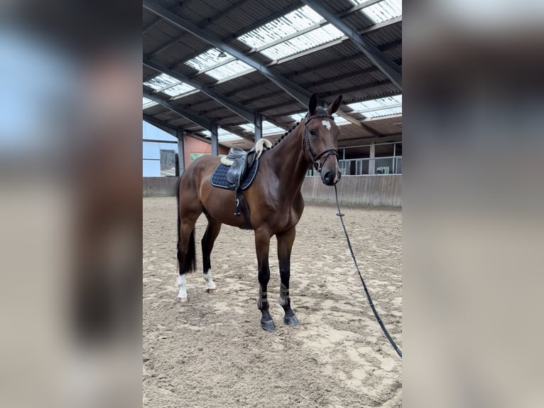 Oldenburger Wallach 6 Jahre 178 cm Brauner in Friesoythe