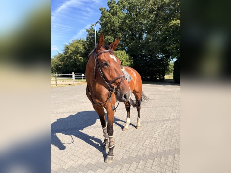 Oldenburger Wallach 6 Jahre 178 cm Brauner in Friesoythe