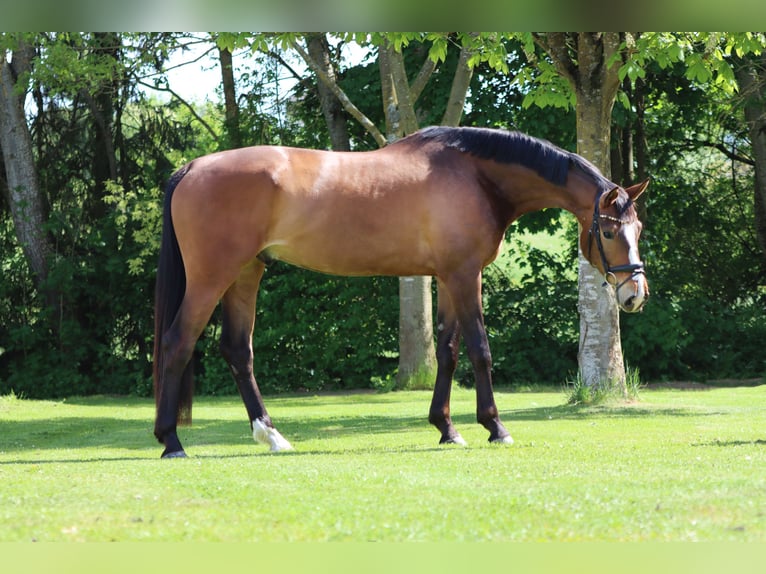 Oldenburger Wallach 6 Jahre 180 cm Brauner in Börrstadt