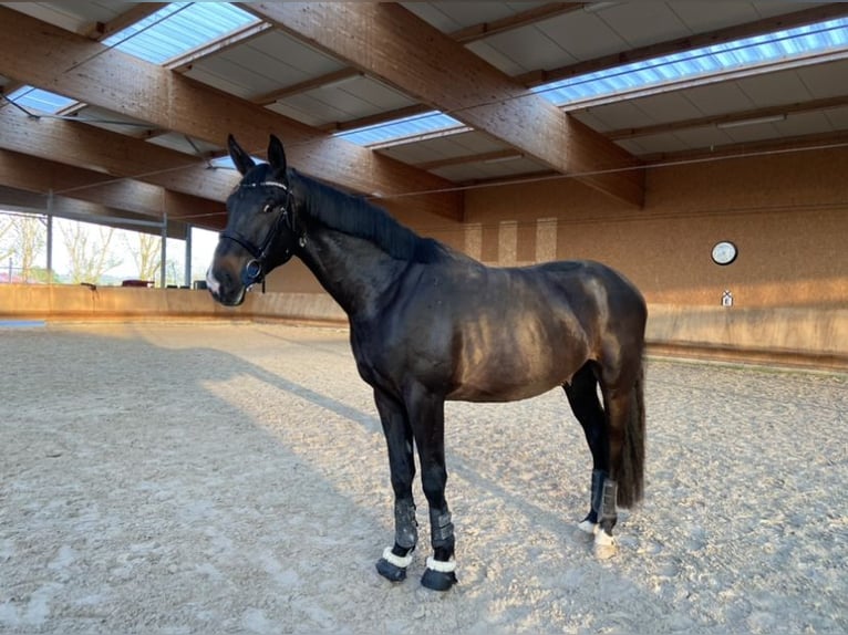 Oldenburger Wallach 6 Jahre 180 cm Schwarzbrauner in Steinbrunn le bas