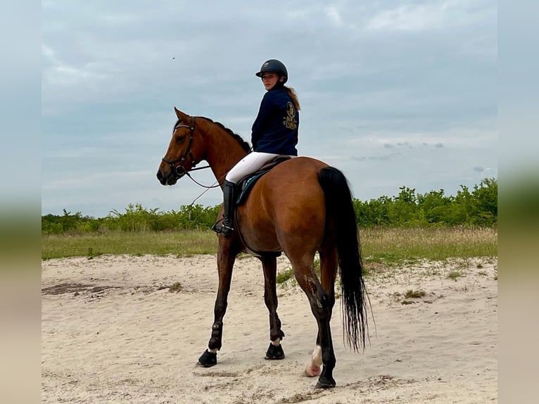 Oldenburger Wallach 6 Jahre 184 cm Brauner in Oosterstreek