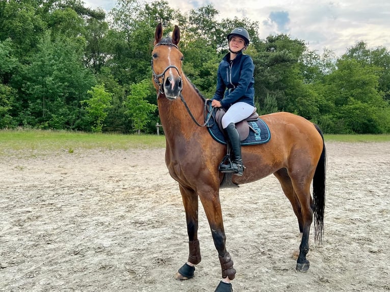 Oldenburger Wallach 6 Jahre 184 cm Brauner in Oosterstreek