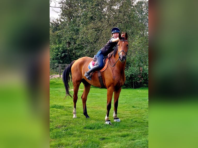 Oldenburger Wallach 6 Jahre 184 cm Brauner in Oosterstreek
