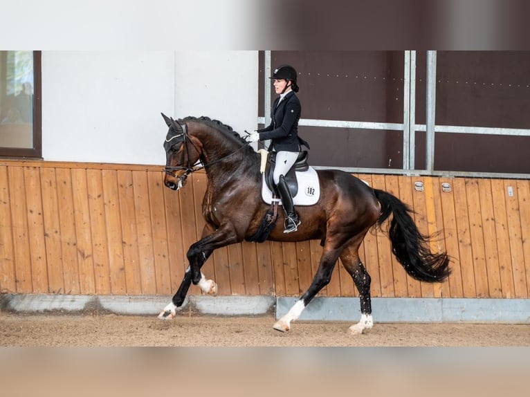 Oldenburger Wallach 6 Jahre 184 cm Dunkelbrauner in Weitersweiler
