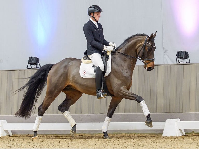 Oldenburger Wallach 6 Jahre Brauner in Münster-Handorf
