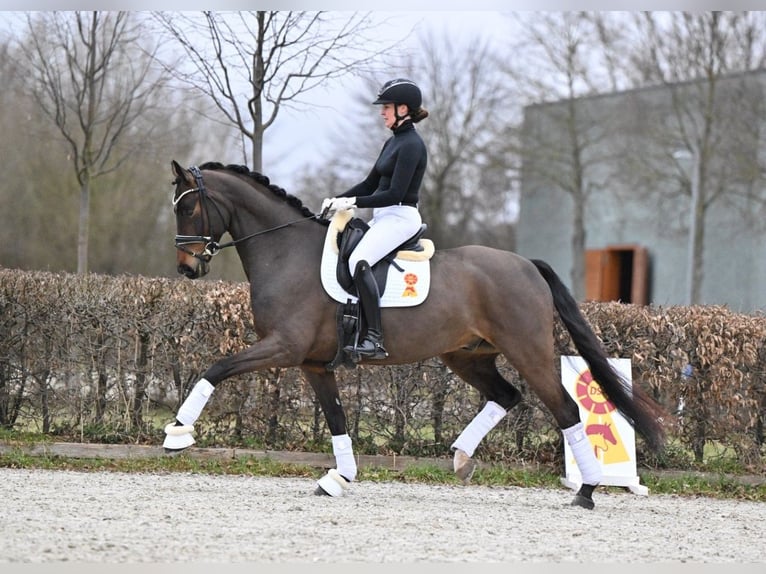 Oldenburger Wallach 6 Jahre Dunkelbrauner in Gomadingen