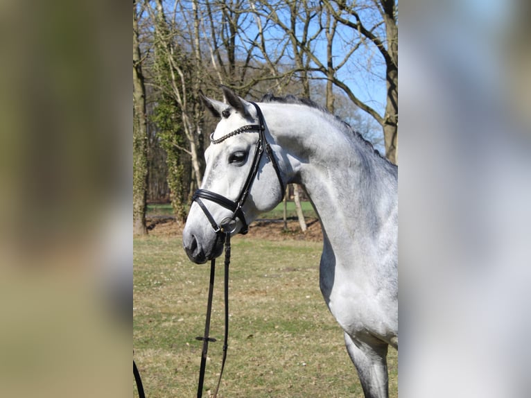 Oldenburger Wallach 7 Jahre 161 cm Schimmel in Bergkamen