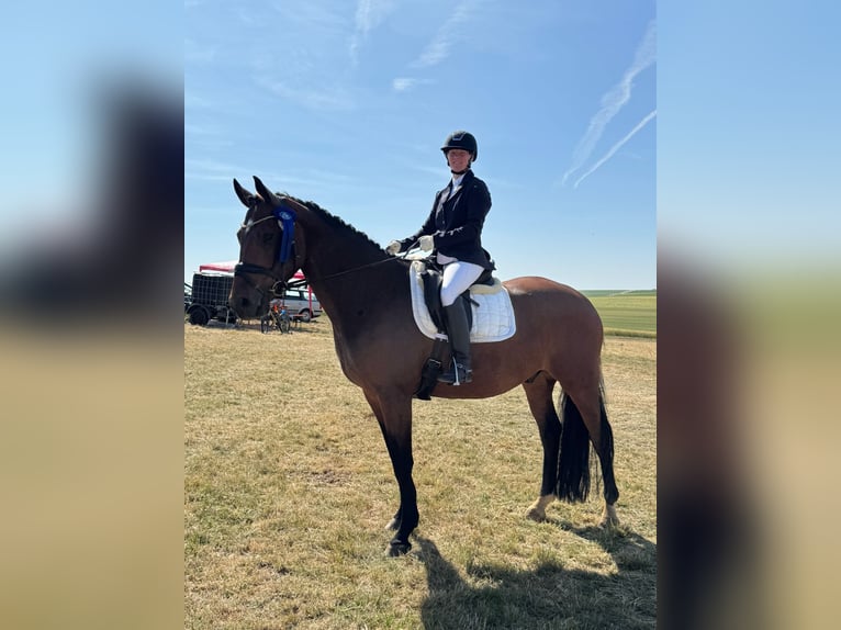 Oldenburger Wallach 7 Jahre 165 cm Brauner in Königheim