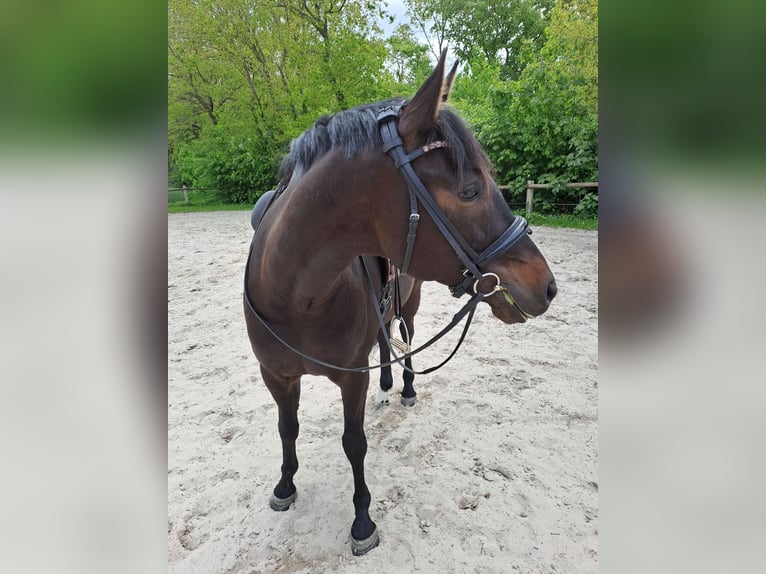Oldenburger Wallach 7 Jahre 165 cm Dunkelbrauner in Bockhorn