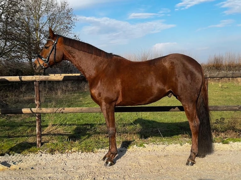 Oldenburger Wallach 7 Jahre 165 cm Dunkelfuchs in Elsdorf