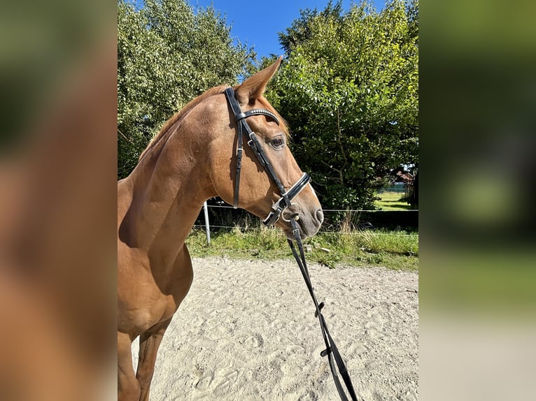 Oldenburger Wallach 7 Jahre 165 cm Fuchs in Dornum