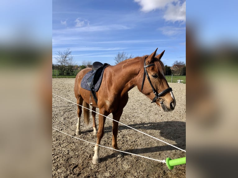 Oldenburger Wallach 7 Jahre 165 cm Fuchs in Dornum