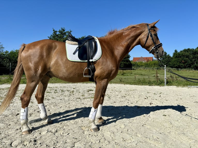 Oldenburger Wallach 7 Jahre 165 cm Fuchs in Dornum